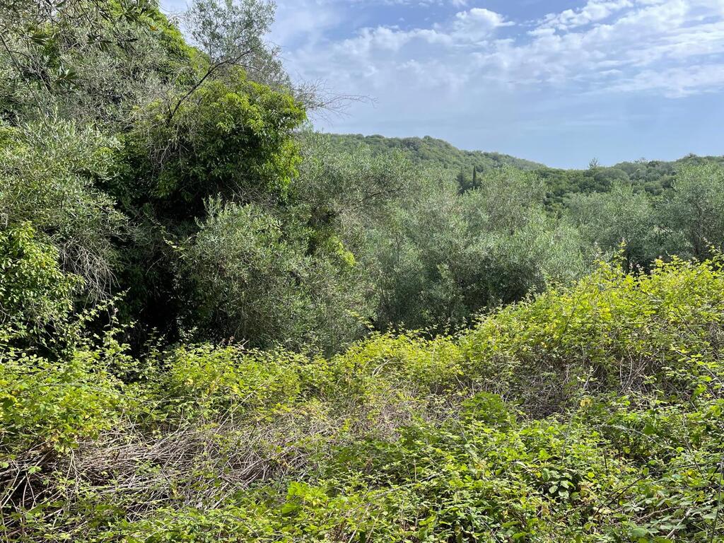 Land Of 5020 M² In Corfu