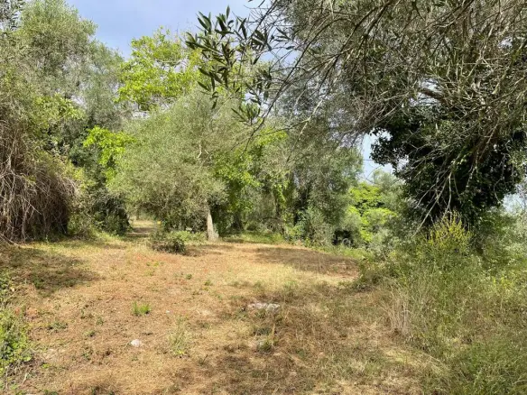 Land Of 5020 M² In Corfu
