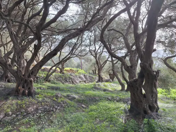 Land Of 980 M² In Corfu