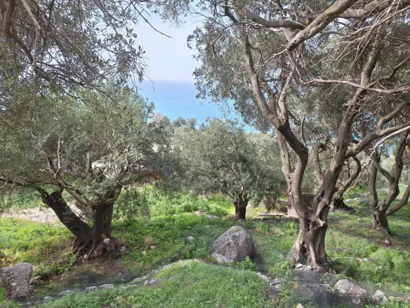 Land Of 980 M² In Corfu