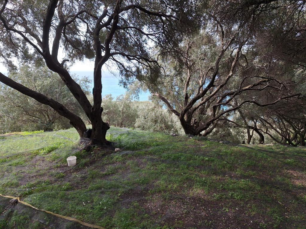 Land Of 980 M² In Corfu
