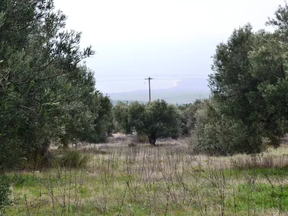 Land Of 34000 M² In Chalkidiki