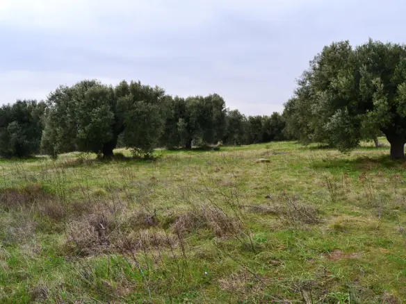 Land Of 34000 M² In Chalkidiki