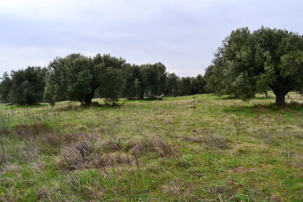 Land Of 34000 M² In Chalkidiki