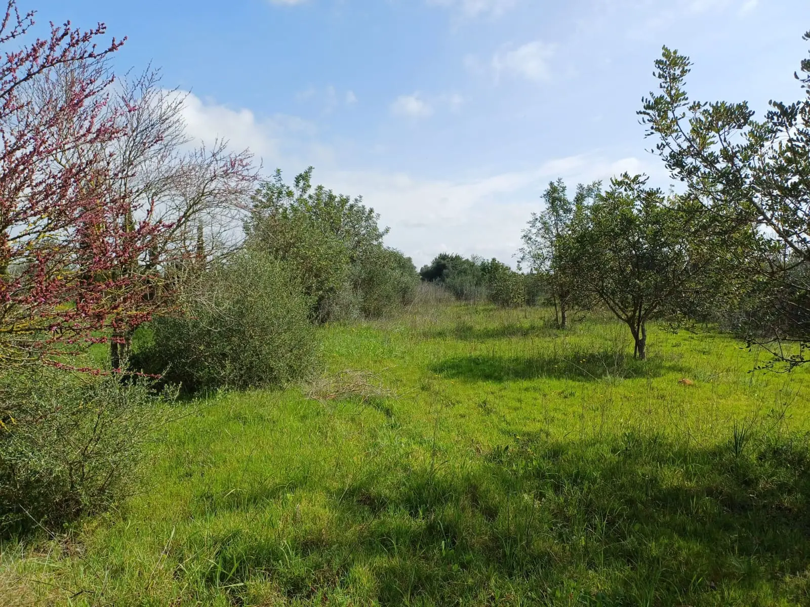 Land In Santa Maria Del Cami, Spain (72 M²)