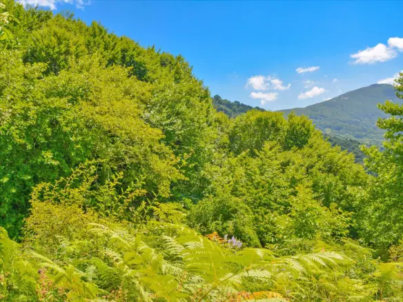 For Sale Land 43000 M² In Volos-pilio