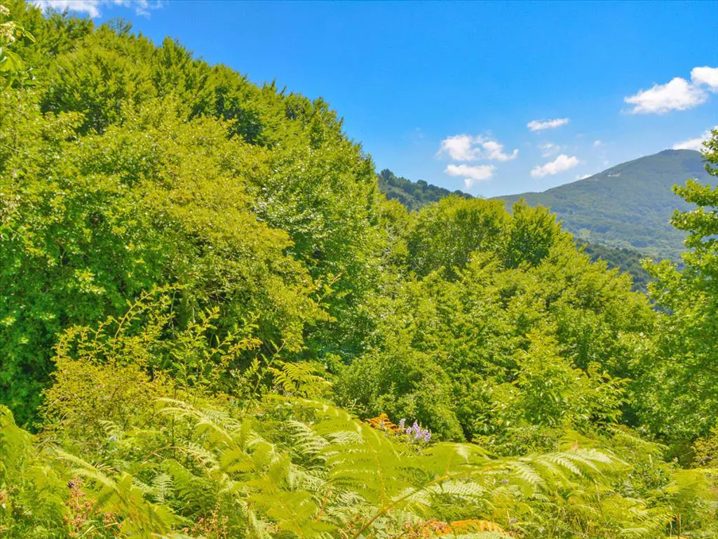 For Sale Land 43000 M² In Volos-pilio