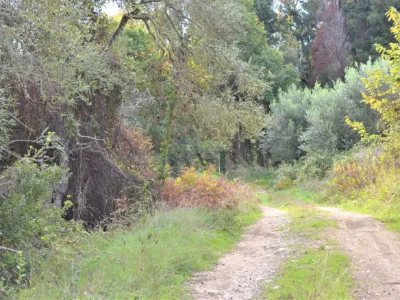 Land Of 3136 M² In Corfu
