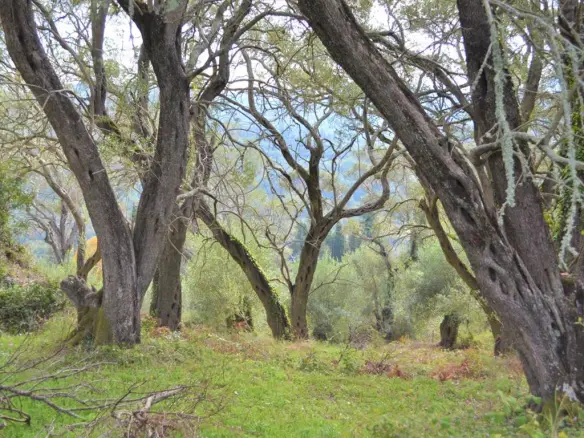 Land Of 3136 M² In Corfu