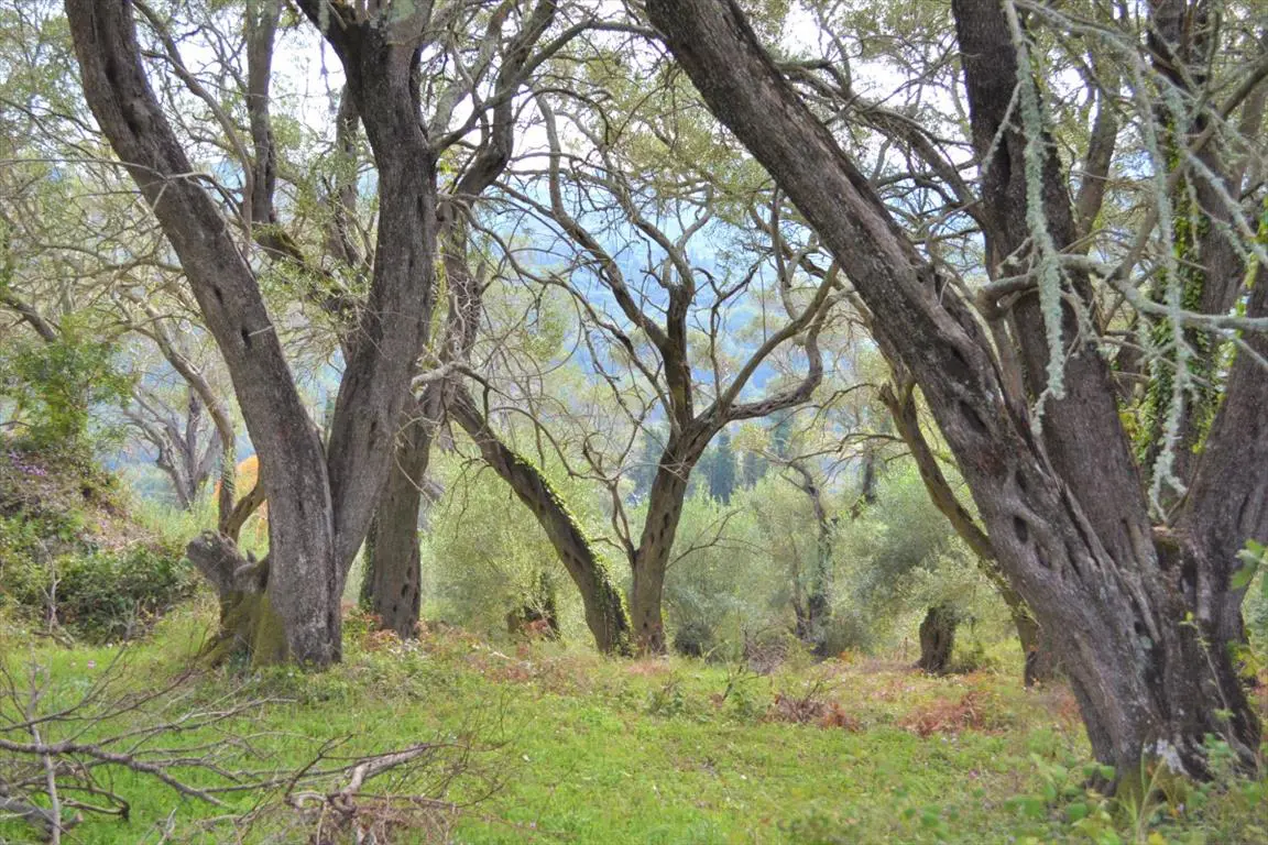 Land Of 3136 M² In Corfu