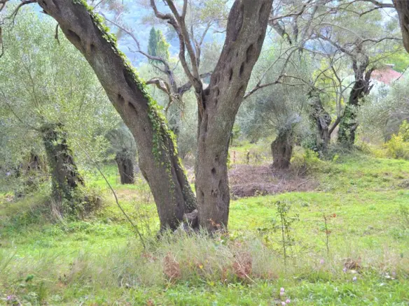 Land Of 3136 M² In Corfu