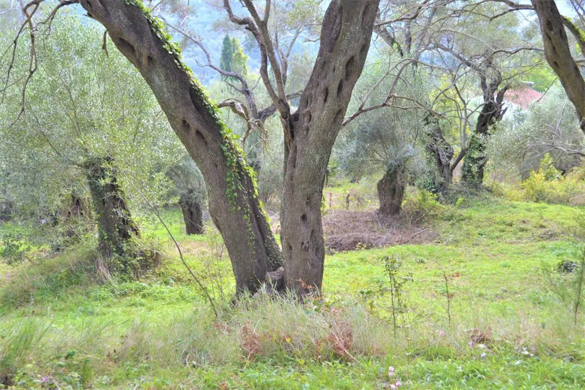 Land Of 3136 M² In Corfu