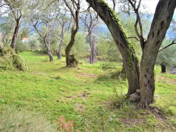 Land Of 3136 M² In Corfu