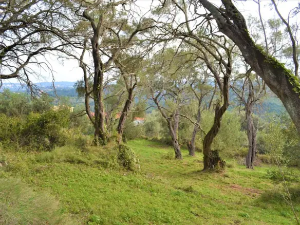 Land Of 3136 M² In Corfu