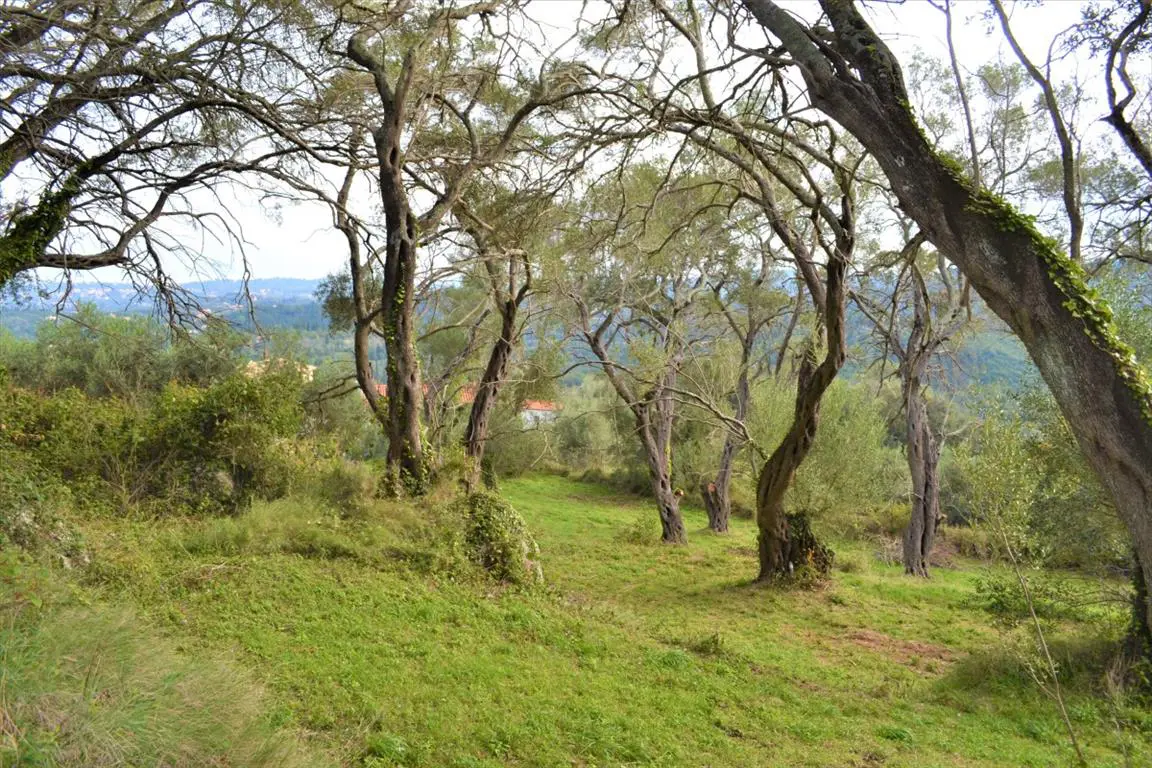 Land Of 3136 M² In Corfu
