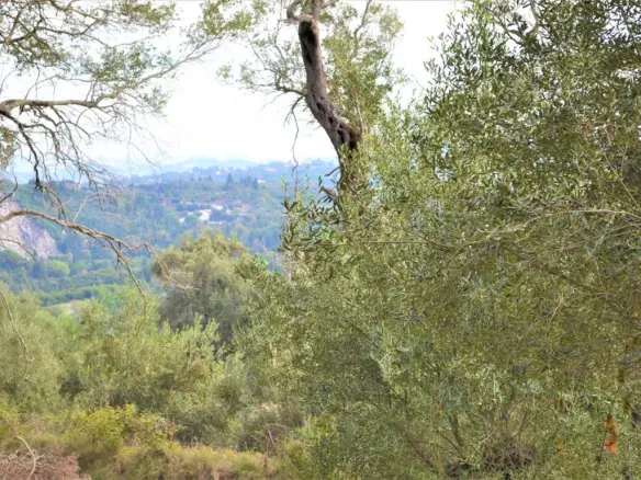 Land Of 3136 M² In Corfu