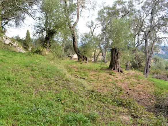 Land Of 3136 M² In Corfu