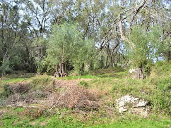 Land Of 3136 M² In Corfu