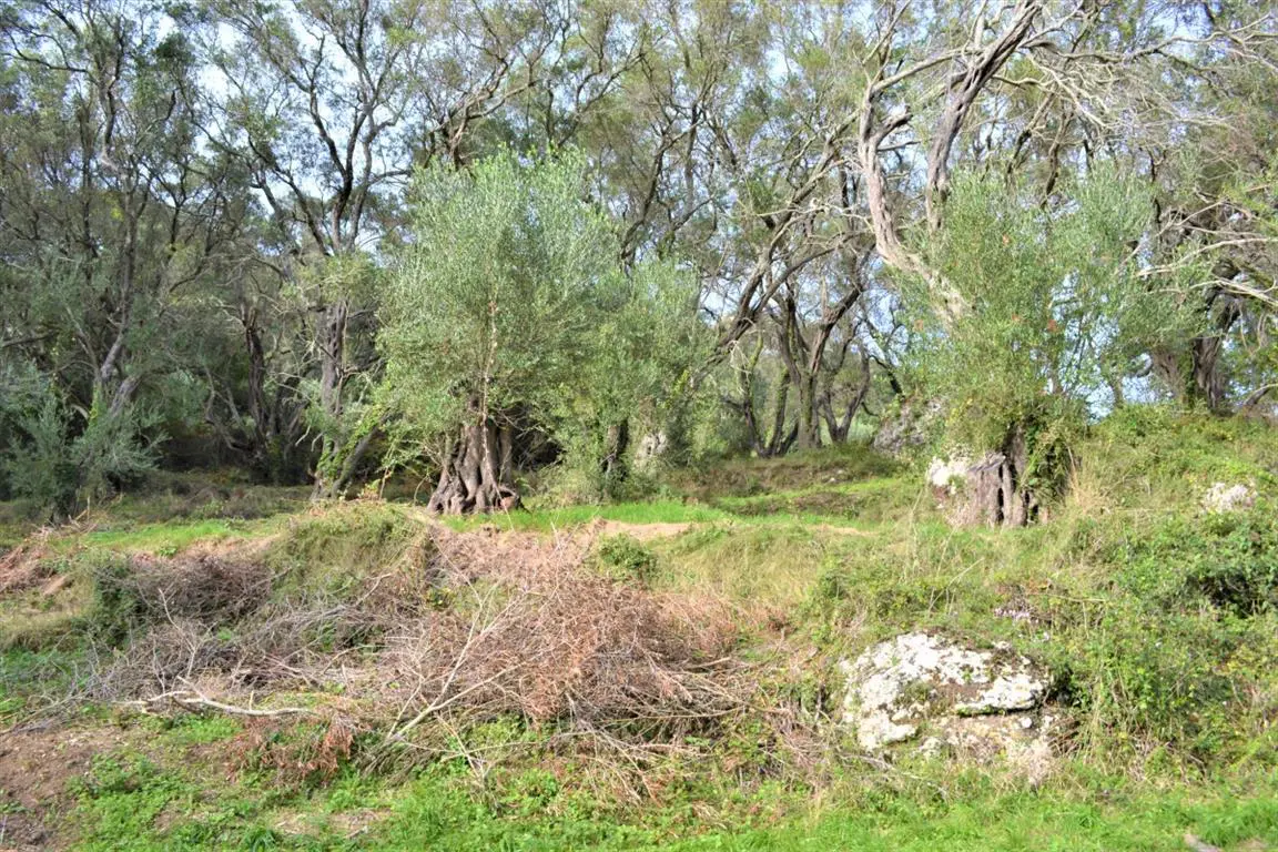 Land Of 3136 M² In Corfu