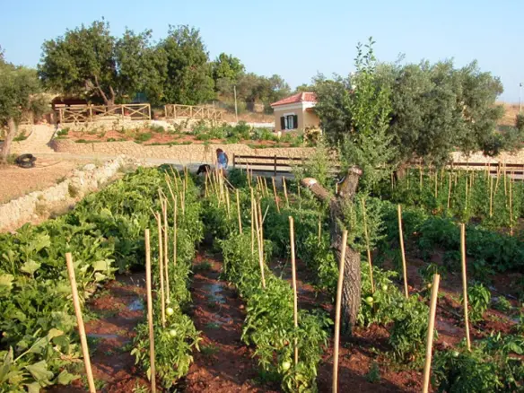 Land Of 41575 M² In Eastern Peloponnese – Ermionida