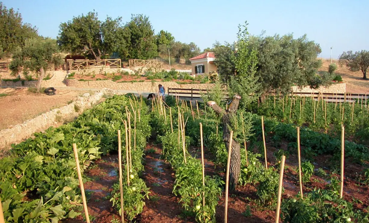 Land Of 41575 M² In Eastern Peloponnese – Ermionida