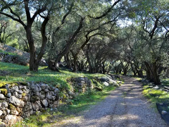 Land In Corfu, Greece