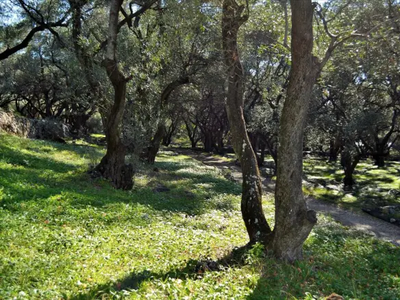 Land In Corfu, Greece