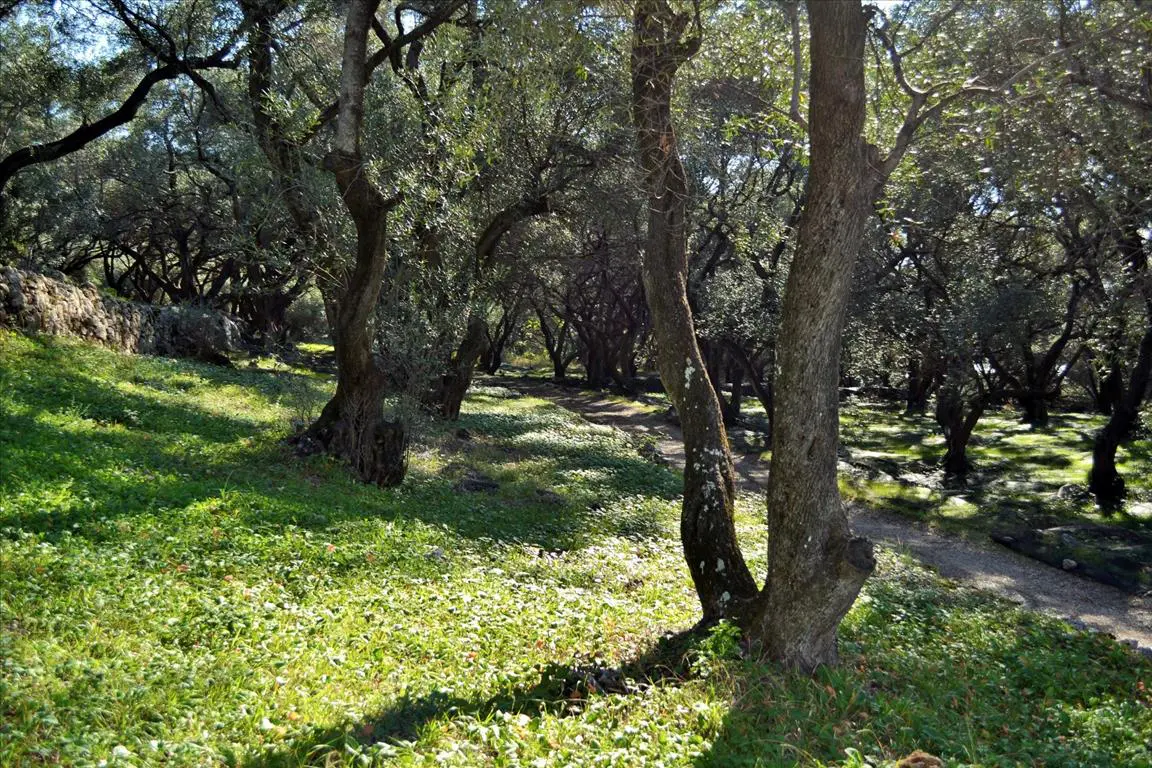 Land Of 7606 M² In Corfu
