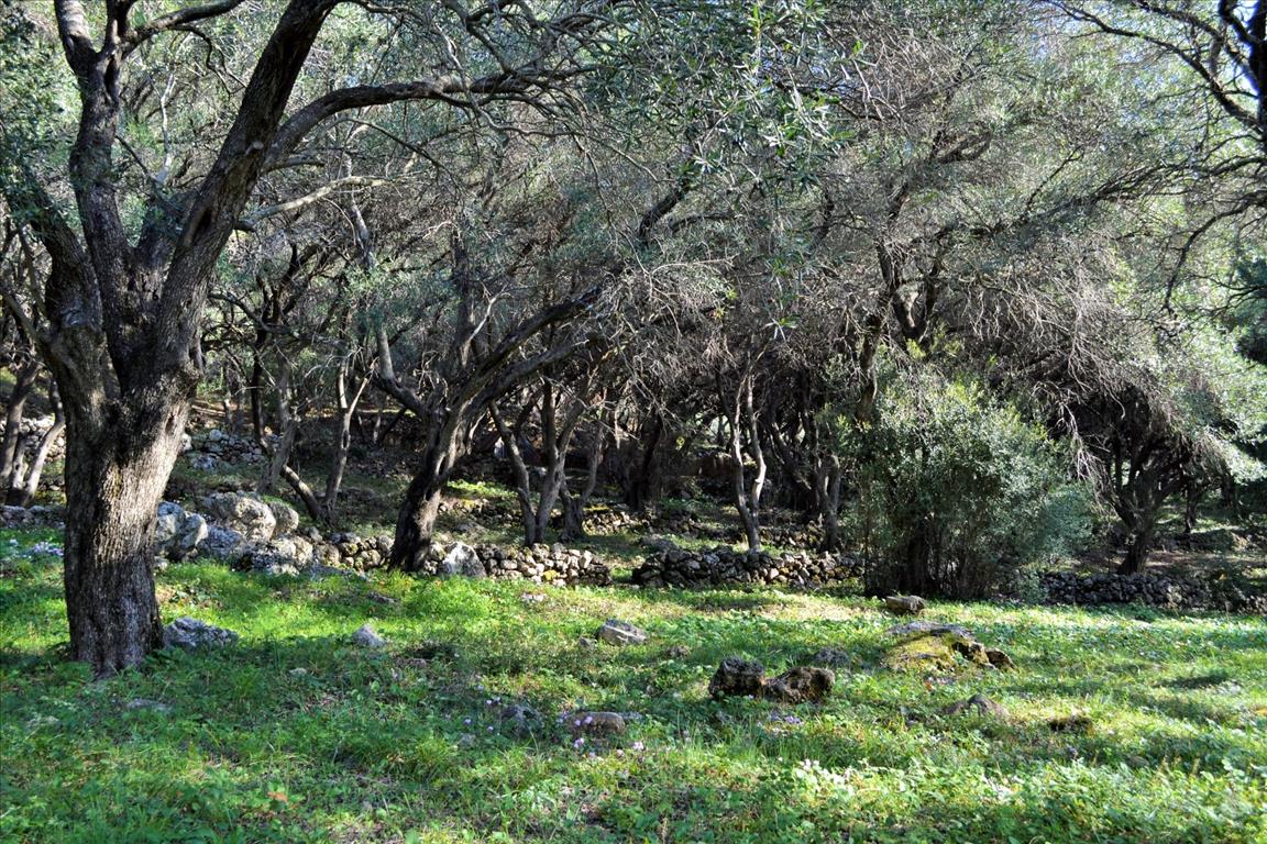 Land Of 7606 M² In Corfu