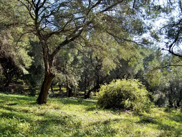 Land In Corfu, Greece