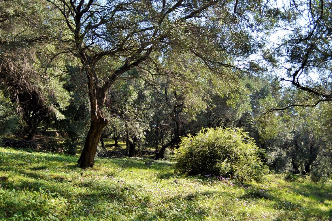 Land Of 7606 M² In Corfu