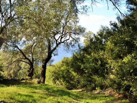 Land In Corfu, Greece