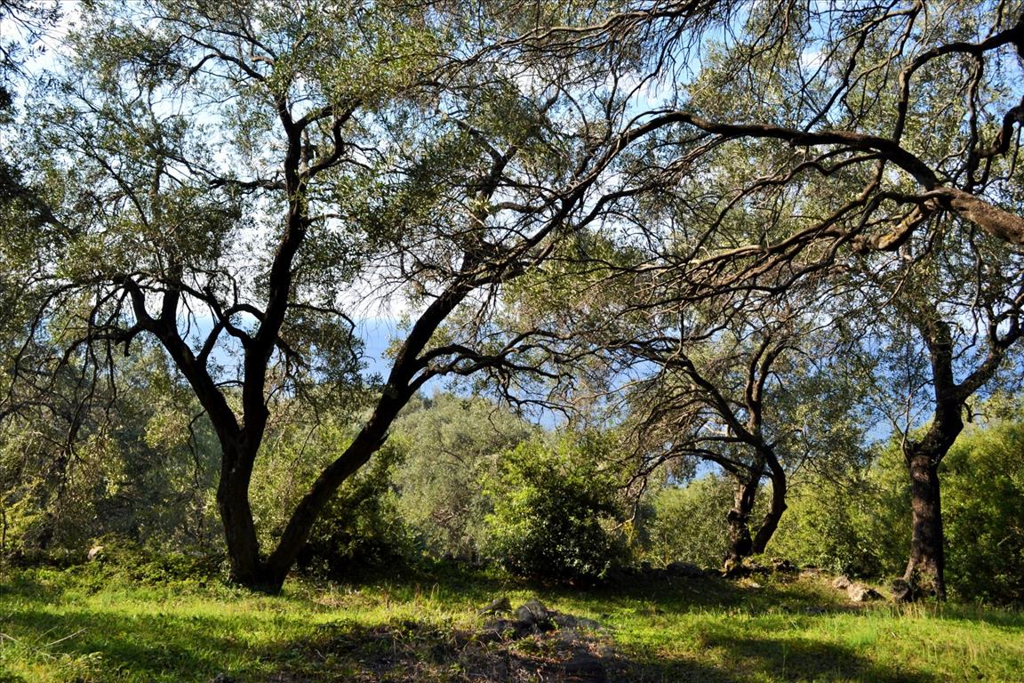 Land Of 7606 M² In Corfu