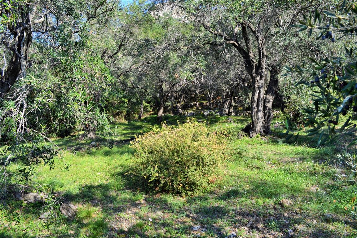 Land Of 7606 M² In Corfu