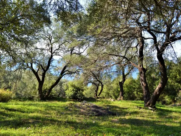 Land In Corfu, Greece