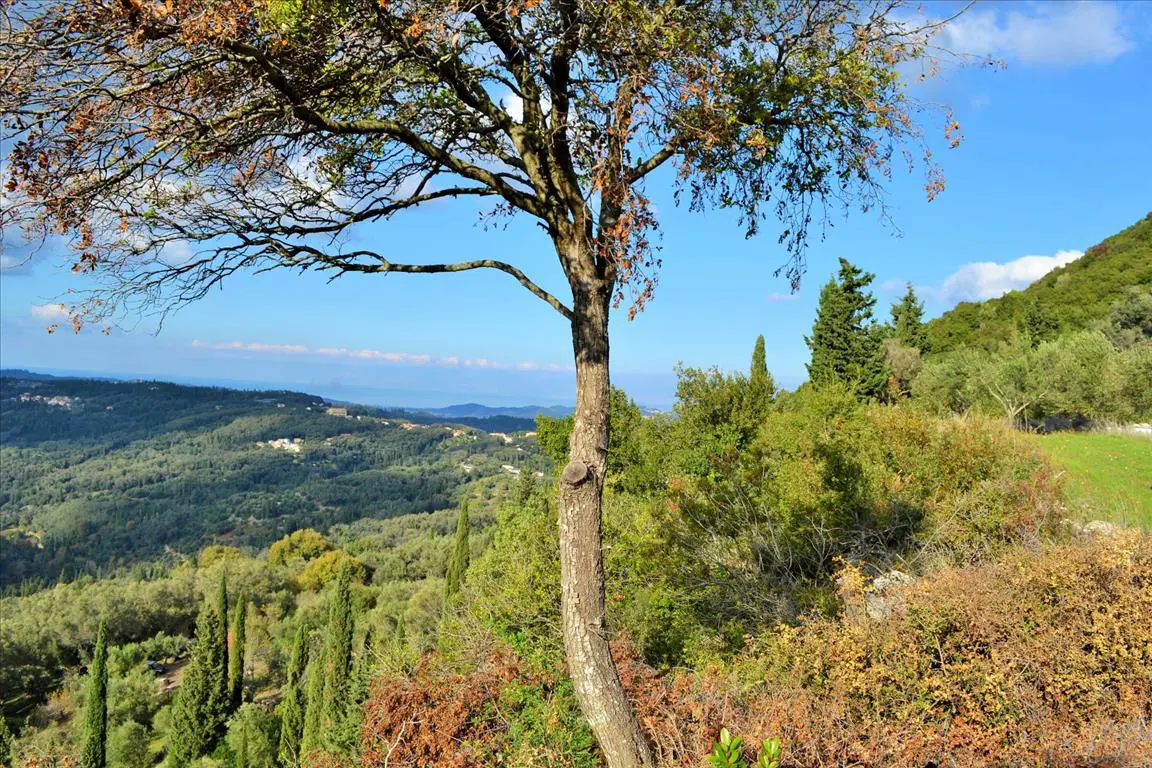 Land Of 15000 M² In Corfu