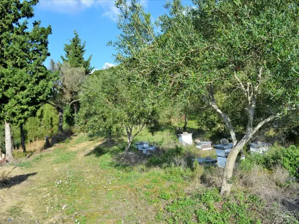 Land In Corfu, Greece