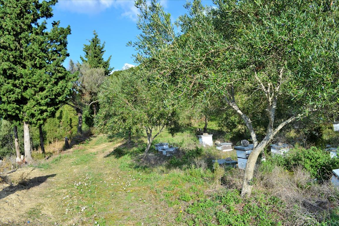 Land Of 15000 M² In Corfu