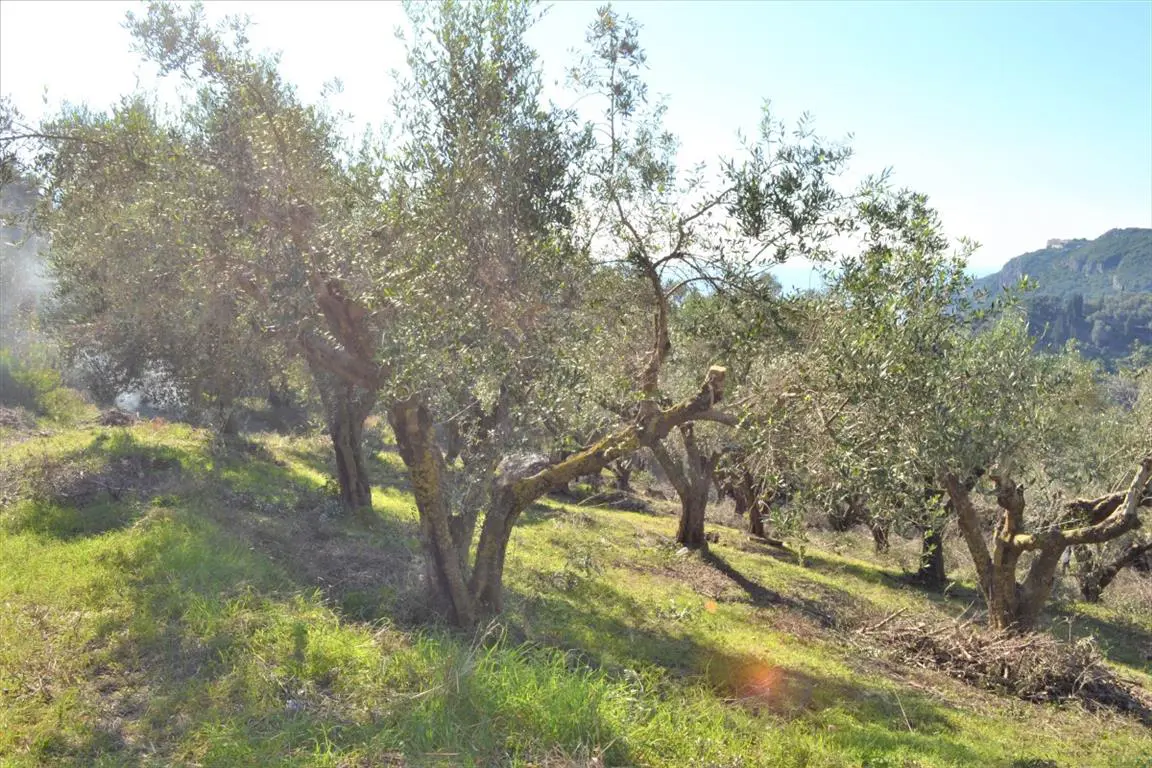 Land Of 8841 M² In Corfu