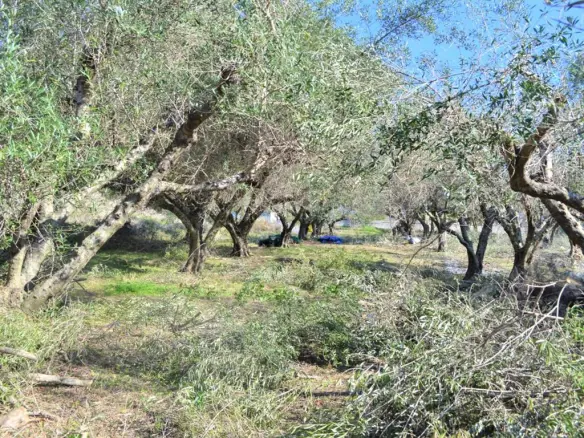 Land In Corfu, Greece