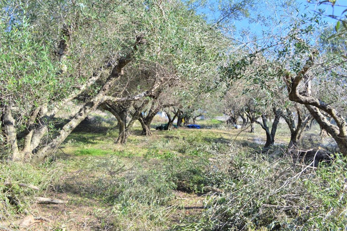 Land Of 8841 M² In Corfu