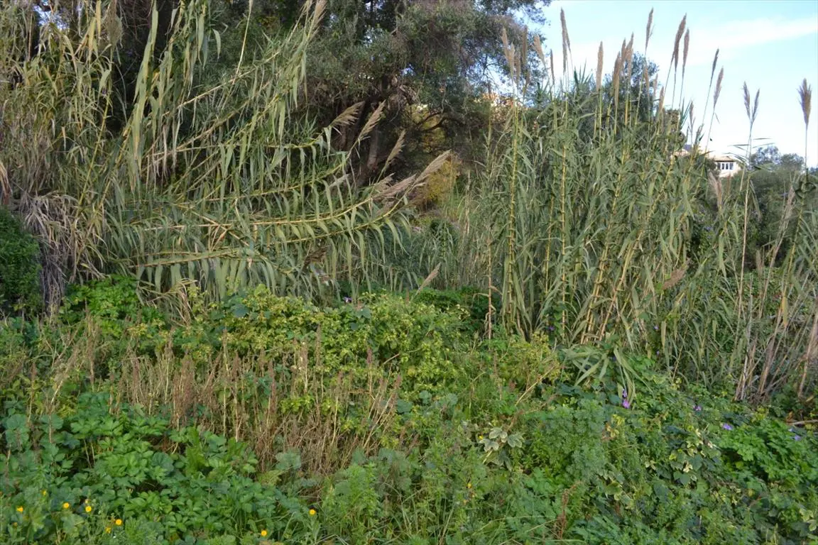 Land Of 4150 M² In Corfu