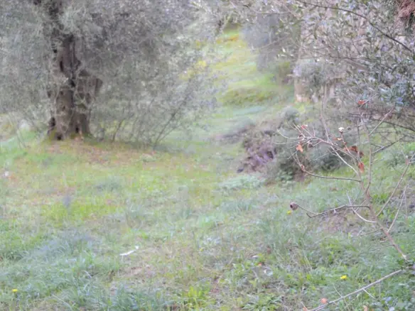 Land In Corfu, Greece