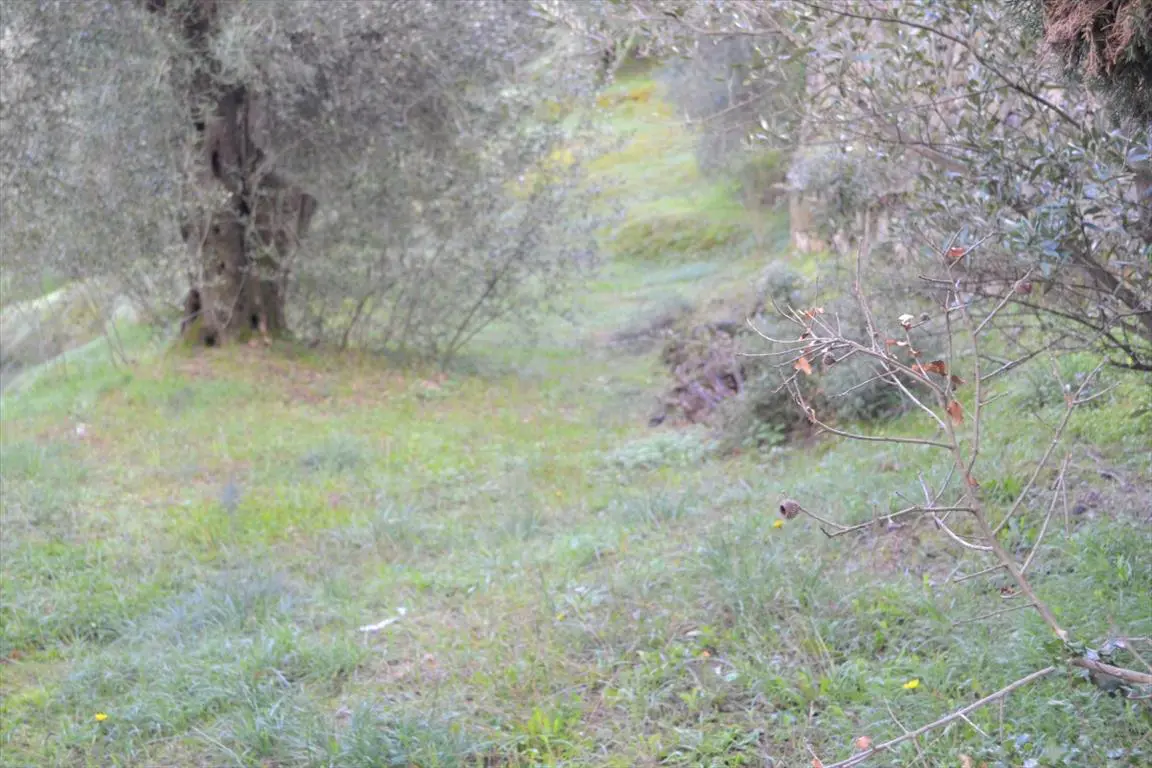 Land Of 5500 M² In Corfu