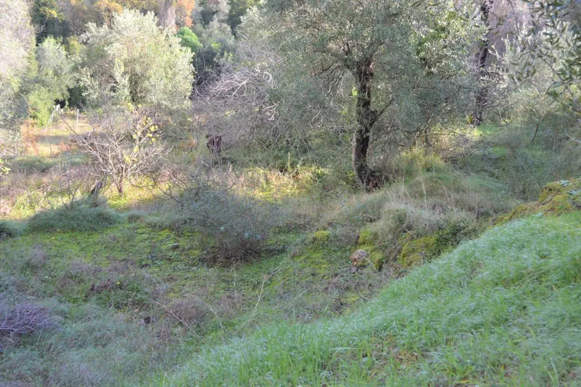 Land Of 5500 M² In Corfu