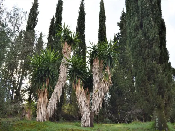 Land In Corfu, Greece