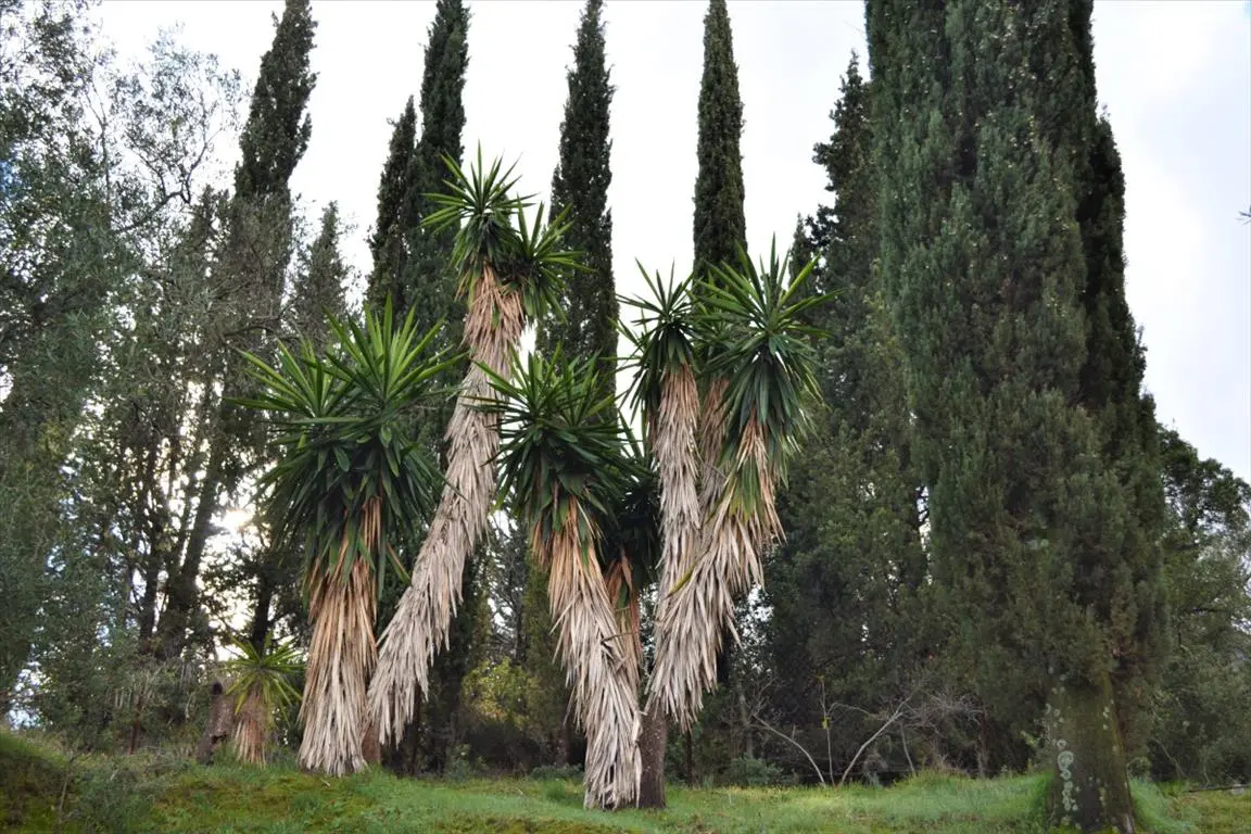 Land Of 5500 M² In Corfu