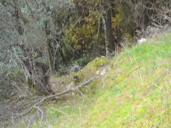 Land In Corfu, Greece