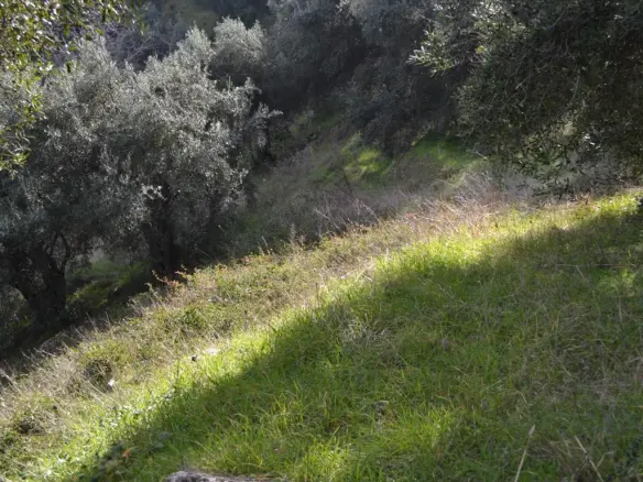 Land In Corfu, Greece