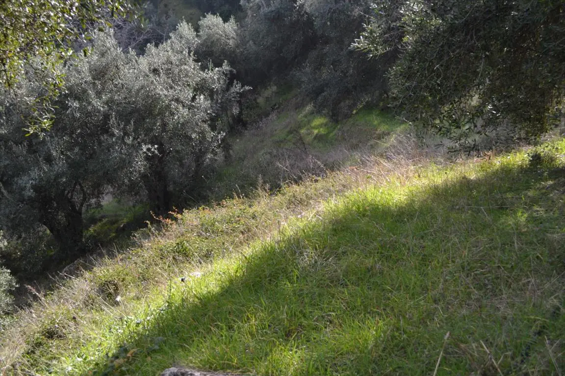Land Of 4420 M² In Corfu